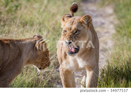 Two Lions having a little argument. Two Lions having a little argument. 34977537