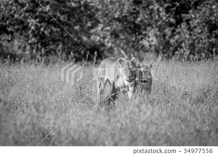 Two Lions bonding in the grass. 34977556