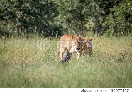 Two Lions bonding in the grass. 34977557