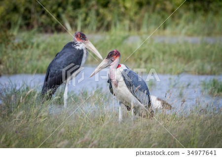 Marabou storks standing next to the water. Marabou storks standing next to the water. 34977641