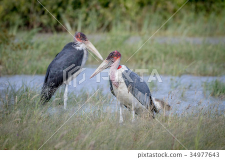 Marabou storks standing next to the water. Marabou storks standing next to the water. 34977643