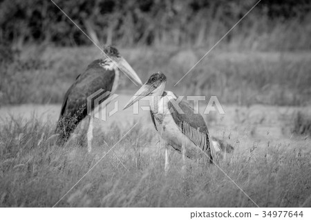 Marabou storks standing next to the water. Marabou storks standing next to the water. 34977644