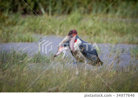 Marabou stork standing next to the water. 34977646