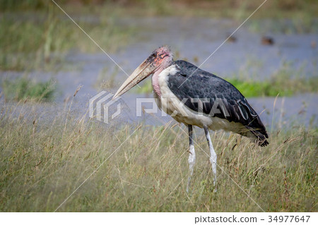 Marabou stork standing next to the water. Marabou stork standing next to the water. 34977647