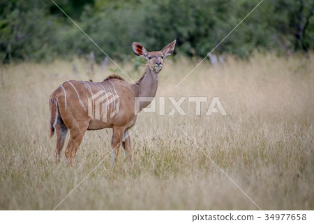 Female Kudu standing in the grass. 34977658