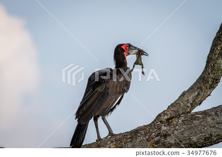Southern ground hornbill with a frog kill. Southern ground hornbill with a frog kill. 34977676