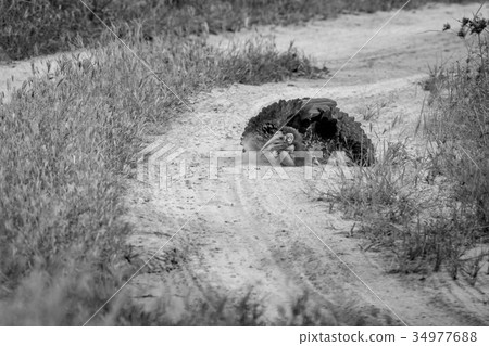 Southern ground hornbill taking a dust bath. Southern ground hornbill taking a dust bath. 34977688