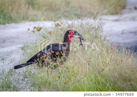 Southern ground hornbill with a frog kill. 34977689