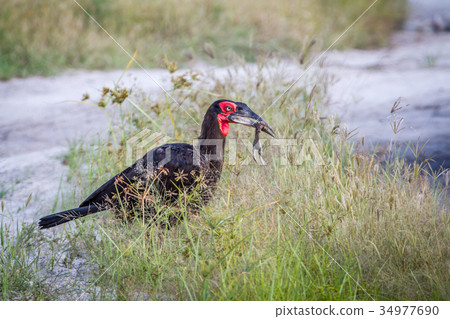 Southern ground hornbill with a frog kill. 34977690