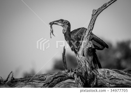 Southern ground hornbill with a frog kill. Southern ground hornbill with a frog kill. 34977705