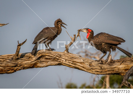 Southern ground hornbill feeding frog to juvenile. 34977710