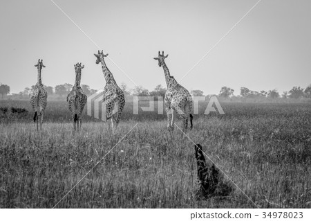 Journey of Giraffes walking away. 34978023