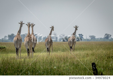 Journey of Giraffes walking away. 34978024