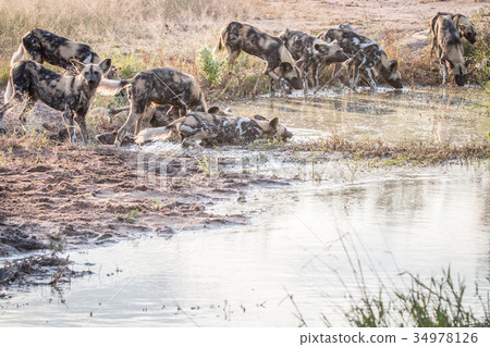 A pack of African wild dogs drinking. 34978126