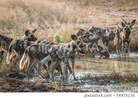A pack of African wild dogs drinking. 34978130