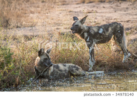 Two African wild dogs resting in the water. Two African wild dogs resting in the water. 34978140
