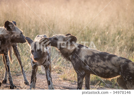 Two African wild dogs bonding in the grass. 34978146