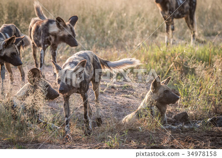 Several African wild dogs in the grass. 34978158