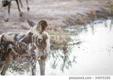 Side profile of an African wild dog. 34978160