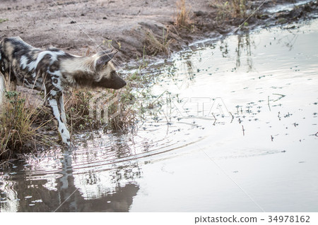 An African wild dog drinking water. 34978162