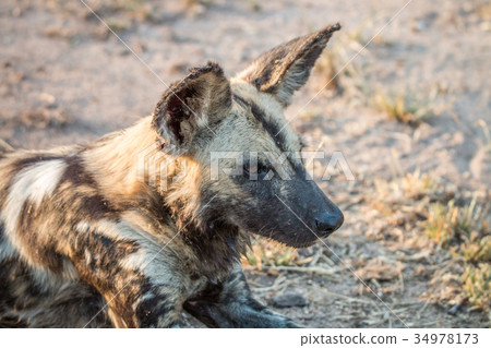 Close up of an African wild dog. Close up of an African wild dog. 34978173