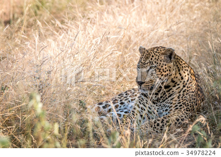 A male Leopard resting in the grass. 34978224