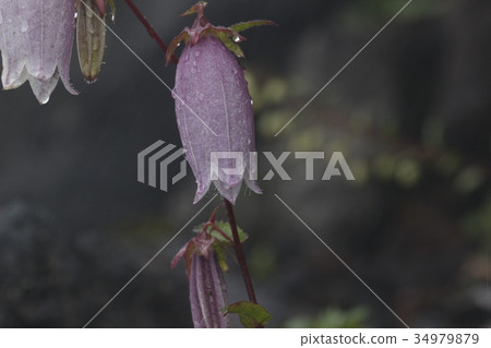 Mountain bellflower Mountain bellflower 34979879