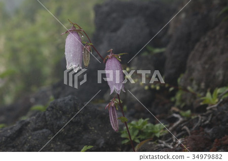 Mountain bellflower 34979882