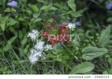 Crimson red sawtoothfish 34980314