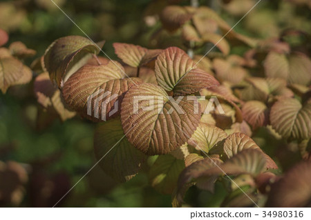 Lush leaves 34980316