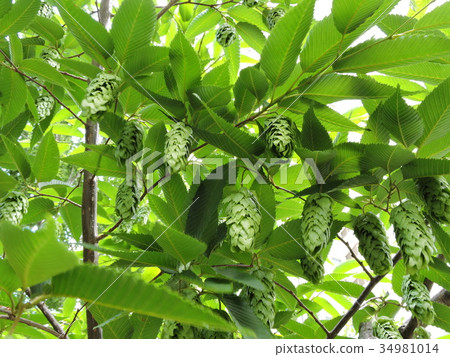 粳稻鵝耳櫪 34981014