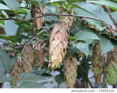 粳稻鵝耳櫪 34981016