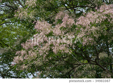 Autumn Shima Tonerico (cut) 34981087