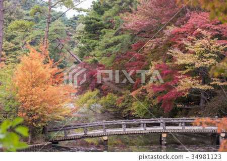 神戶市森林植物園Hase池塘秋葉 34981123