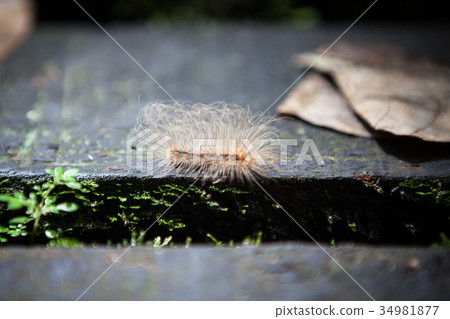 Caterpillar in Gunung Mulu national park Caterpillar in Gunung Mulu national park 34981877
