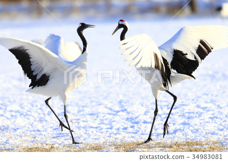 Cranberries 34983081