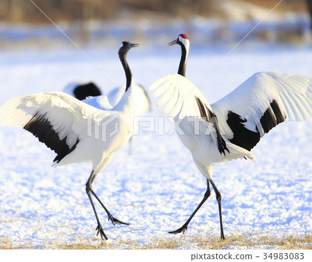 Cranberries 34983083