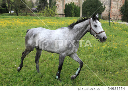 beautiful running horse in Padua, Italy  34983554