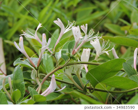 Honeysuckle 34983590