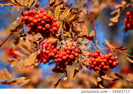 Autumn rowanberry tree with ripe berries 34983717