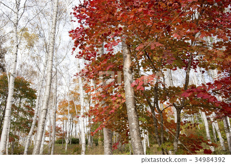 Hiraniwa plateau autumn of Shirakushi forest 34984392