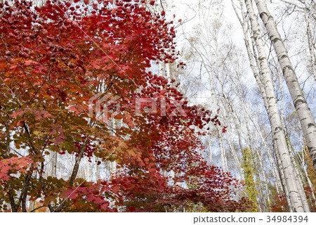 Hiraniwa plateau autumn of Shirakushi forest 34984394