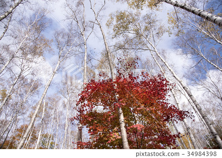 Hiraniwa plateau autumn of Shirakushi forest 34984398