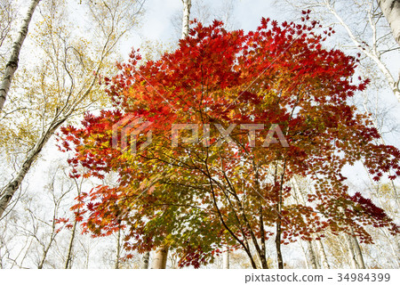 Hiraniwa plateau autumn of Shirakushi forest 34984399
