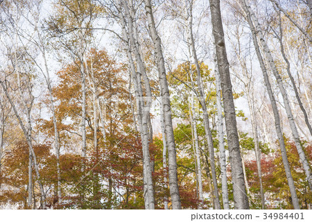Hiraniwa plateau autumn of Shirakushi forest Hiraniwa plateau autumn of Shirakushi forest 34984401