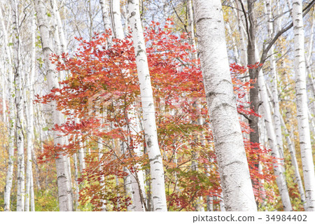 Hiraniwa plateau autumn of Shirakushi forest 34984402