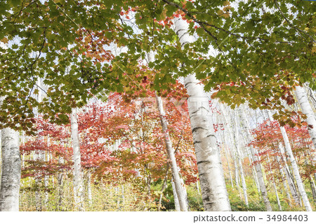 Hiraniwa plateau autumn of Shirakushi forest 34984403