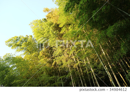 Bamboo shoots taking in sunshine Bamboo shoots taking in sunshine 34984612