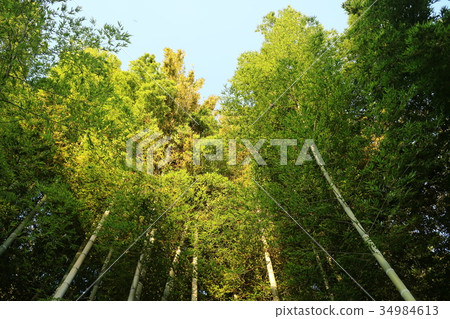 Bamboo shoots taking in sunshine Bamboo shoots taking in sunshine 34984613