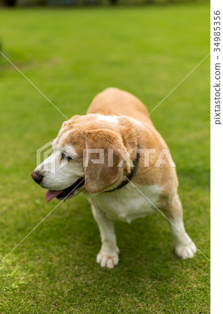 Beagle dog Beagle dog 34985356